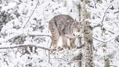 Eurasian lynx