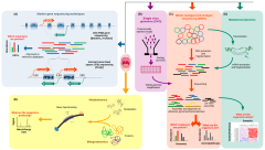 The Human Oral Microbiome in Health and Disease: From Sequences to Ecosystems