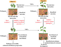 Plant microbiome