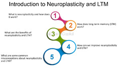 Introduction To Neuroplasticity And Ltm - FasterCapital