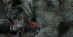 Dire wolf