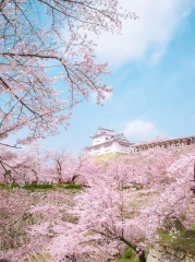 岡山県 桜名所 - Lemon8検索