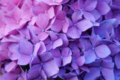 Hydrangea (Hydrangea Purple )