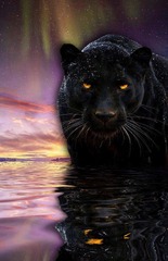 panther, water, northern lights, nature, animal, one animal ...