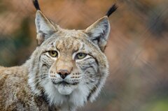 Eurasian lynx