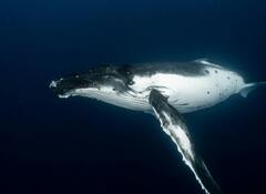 Humpback whale