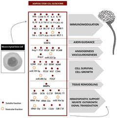 Mesenchymal stem cell secretome