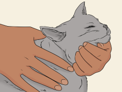 4 Ways to Raise a Cat - wikiHow