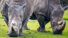 Over 100 rhinos find a new in the Greater Kruger - SA People