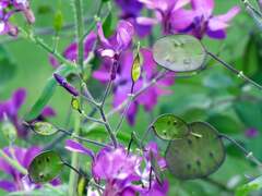 Lunaria Silver Dollar: Growing And Caring For a Money Plant ...