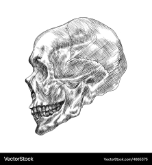 Sketch of profile human skull hand drawing Vector