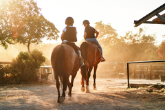 American Quarter Horse