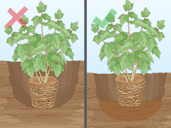 3 Ways to Take Care of Plants - wikiHow