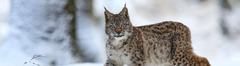 Eurasian lynx