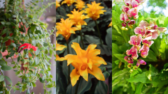 Best indoor flowering plants: 10 pretty blooms to grow |