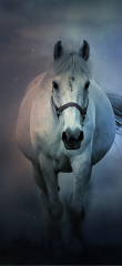 White horse , Running Horse, Dark background