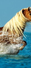 Wonderful horse running in the water -animal