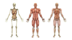 Human Body Structure Teaching