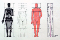 Human Body Proportions Structure