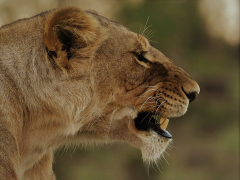 Animal Lion Cats Lioness predator Big Cat Maasai Mara National Reserve
