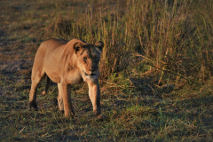 Animal Lion Cats Lioness predator Big Cat Walking