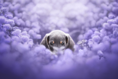 Animal Dachshund Dogs Dog Puppy Baby Animal Purple Flower