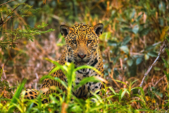 Animal Jaguar Cats Big Cat predator
