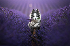 Animal Border Collie Dogs Dog Lavender Puppy Baby Animal Purple Flower