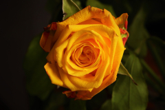Earth Rose Flowers Yellow Flower