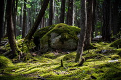 Earth Forest Moss Rock