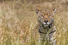 Animal Jaguar Cats Big Cat predator