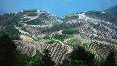 Man Made Rice Terrace