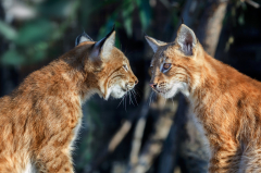 Animal Lynx Cats Big Cat predator